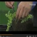 批发垂盆草花苗盆栽花卉绿植四季阳台绿植盆栽