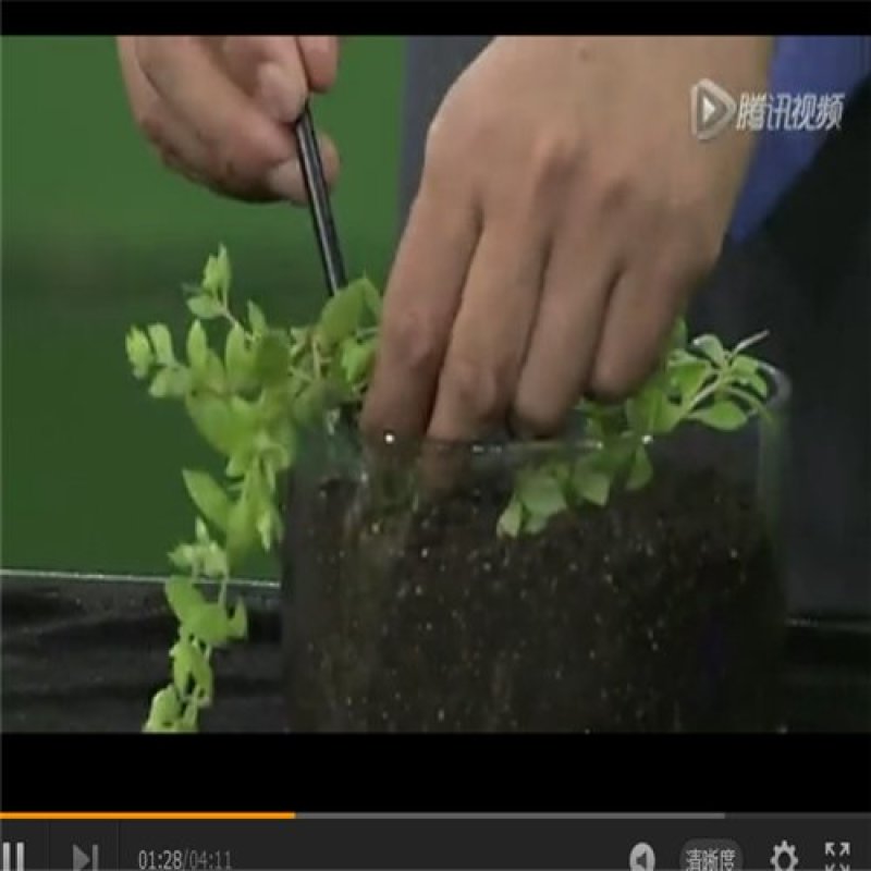 批发垂盆草花苗盆栽花卉绿植四季阳台绿植盆栽