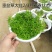 批发垂盆草花苗盆栽花卉绿植四季阳台绿植盆栽