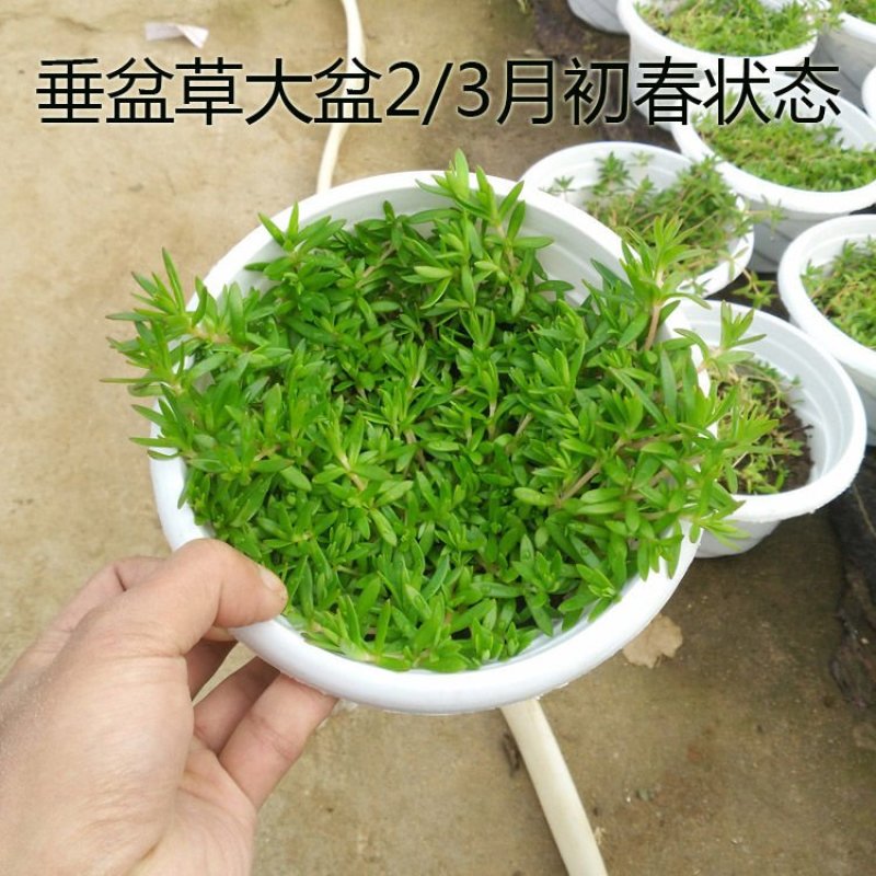批发垂盆草花苗盆栽花卉绿植四季阳台绿植盆栽
