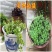 批发垂盆草花苗盆栽花卉绿植四季阳台绿植盆栽