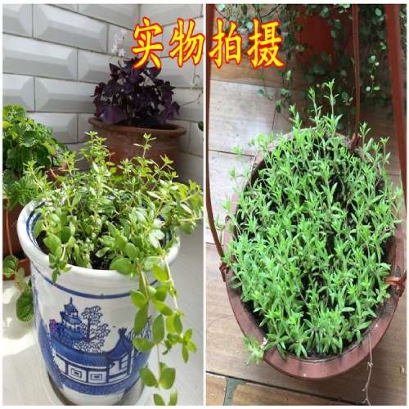 批发垂盆草花苗盆栽花卉绿植四季阳台绿植盆栽