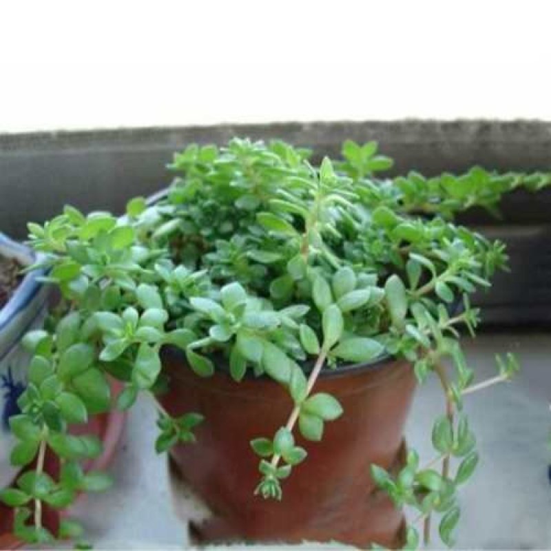 批发垂盆草花苗盆栽花卉绿植四季阳台绿植盆栽