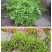 批发垂盆草花苗盆栽花卉绿植四季阳台绿植盆栽