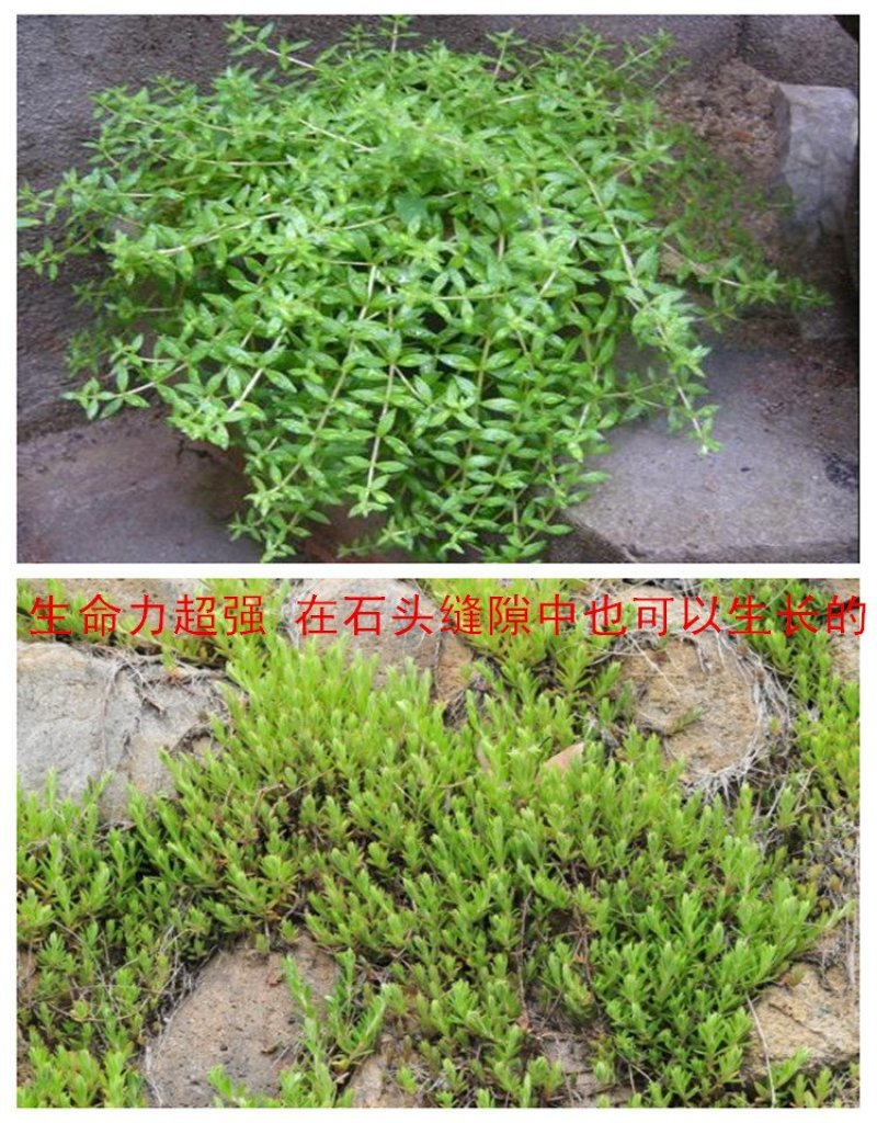 批发垂盆草花苗盆栽花卉绿植四季阳台绿植盆栽