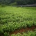 【蔓荆子苗】单叶蔓基地直供价位便宜苗大成活率高