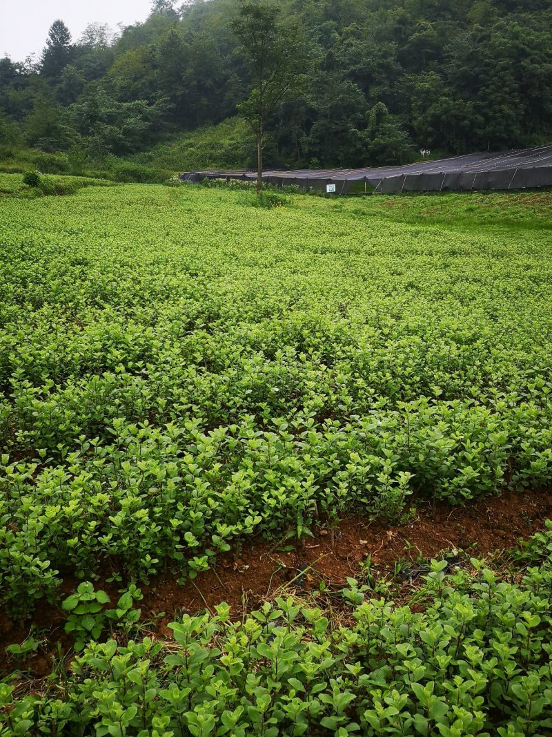 【蔓荆子苗】单叶蔓基地直供价位便宜苗大成活率高