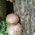 【特惠】秦岭椴木香菇原生态椴木香菇基地直供价优质保