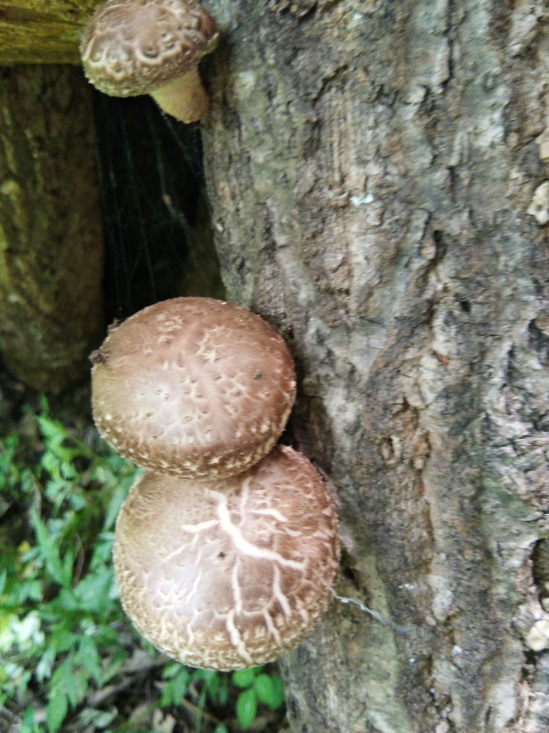 【特惠】秦岭椴木香菇原生态椴木香菇基地直供价优质保