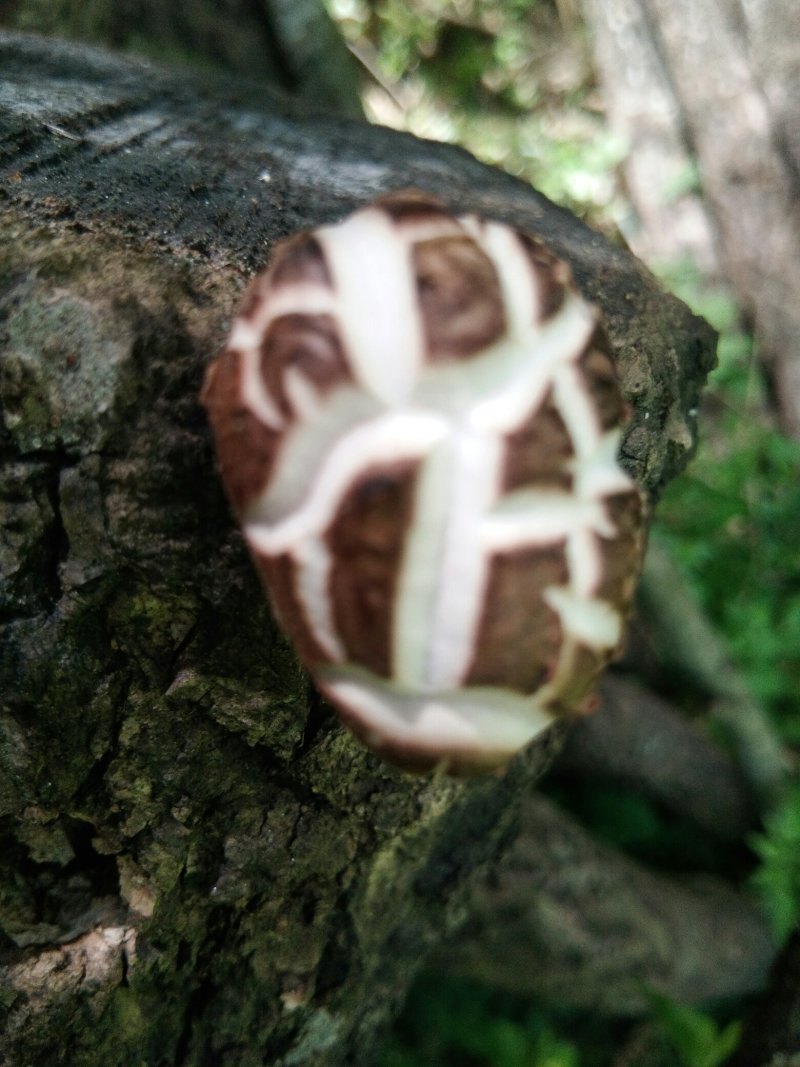 【特惠】秦岭椴木香菇原生态椴木香菇基地直供价优质保