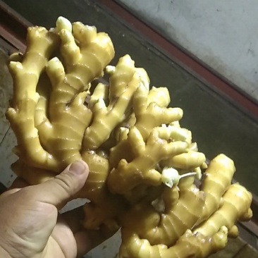 小黄姜
