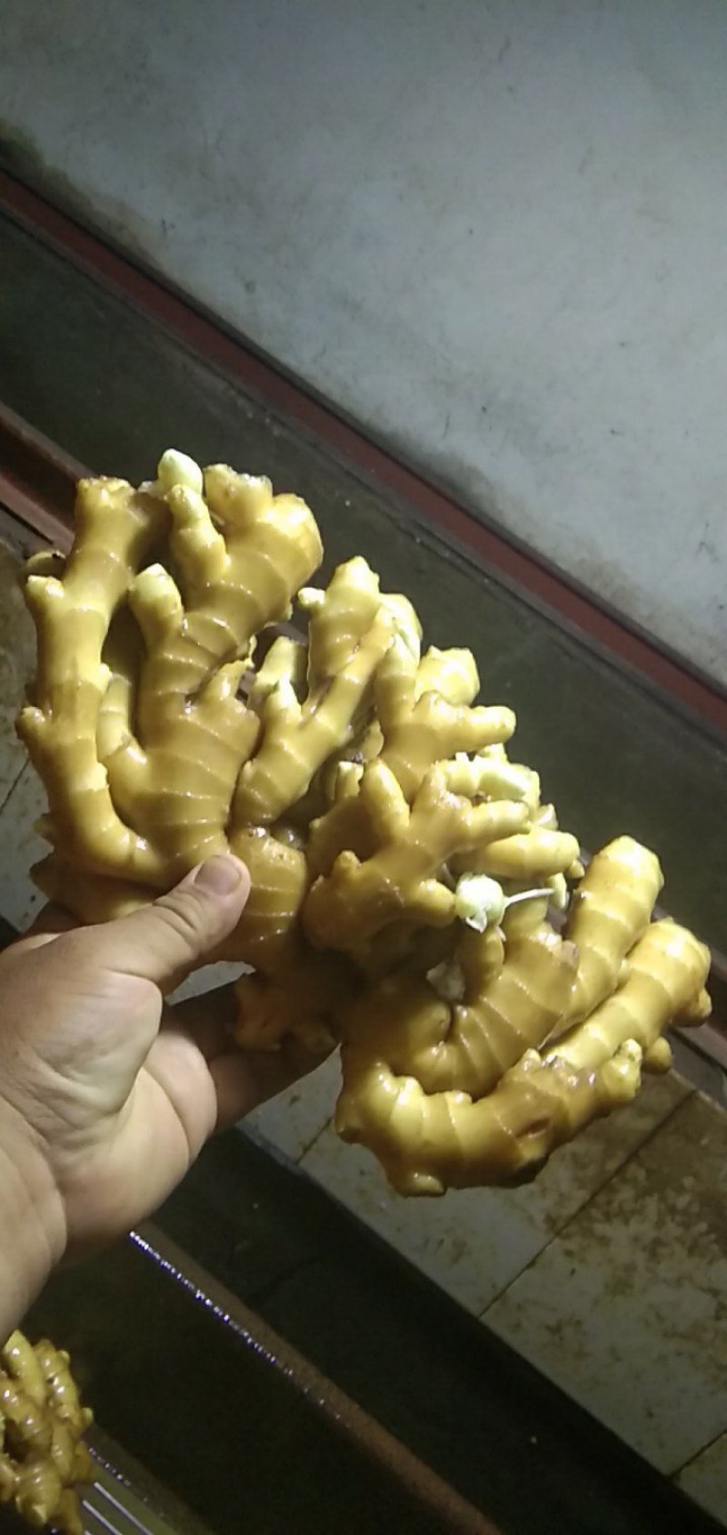 小黄姜