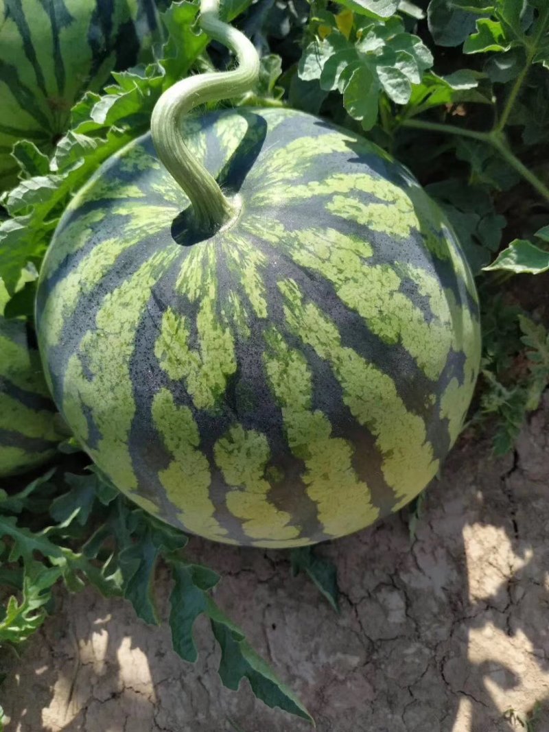 精品美都大量上市