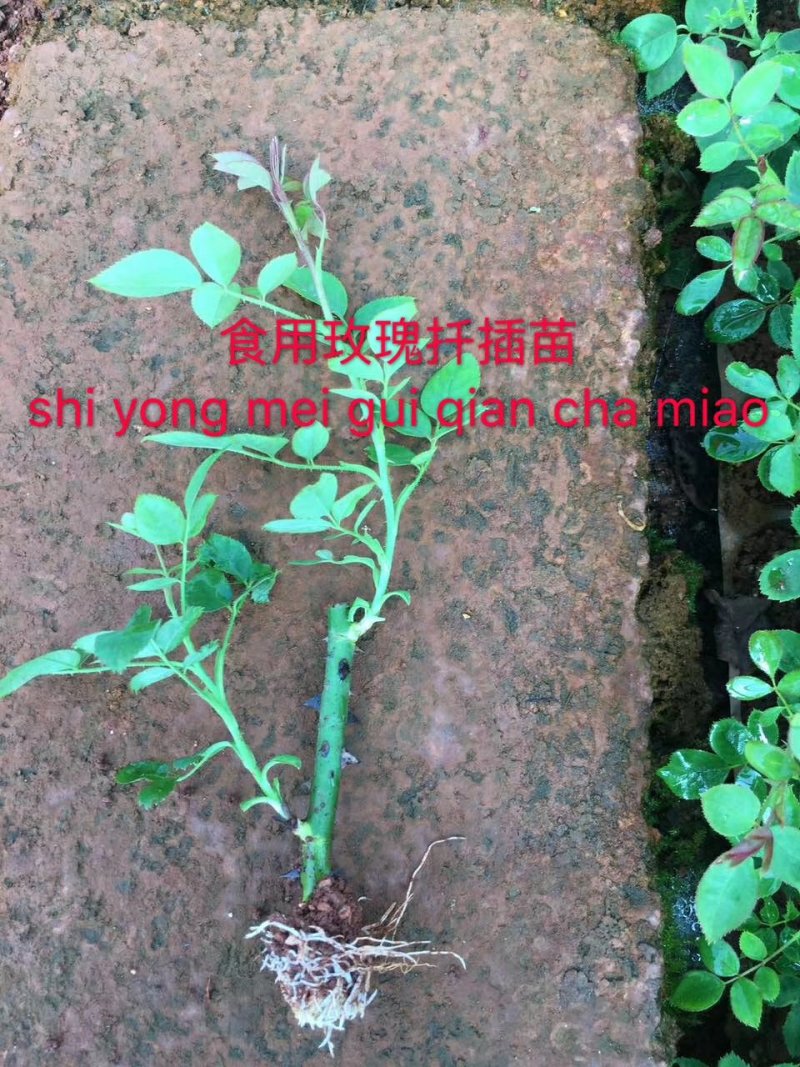 食用玫瑰花苗滇红墨红大马士革金边玫瑰可食用观赏药用