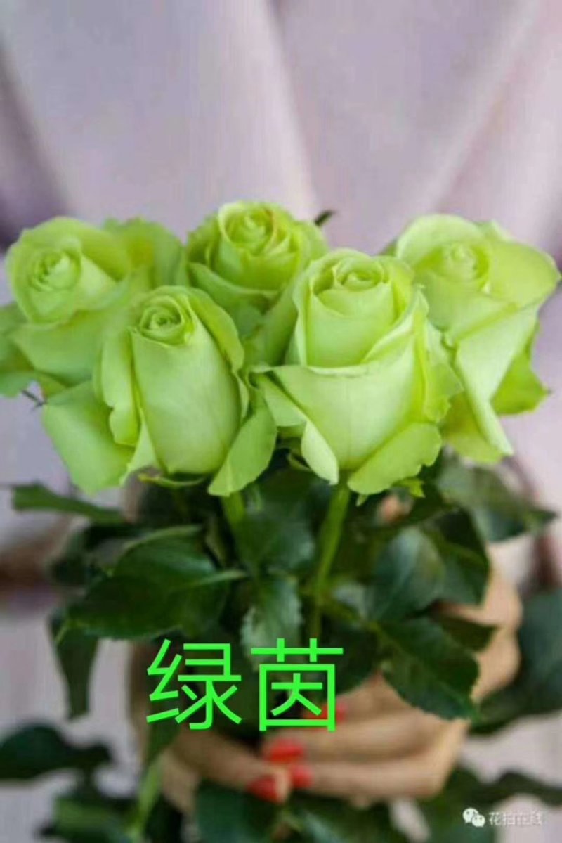 精品四季玫瑰杯苗四季开花成活率高达99%，带土发货