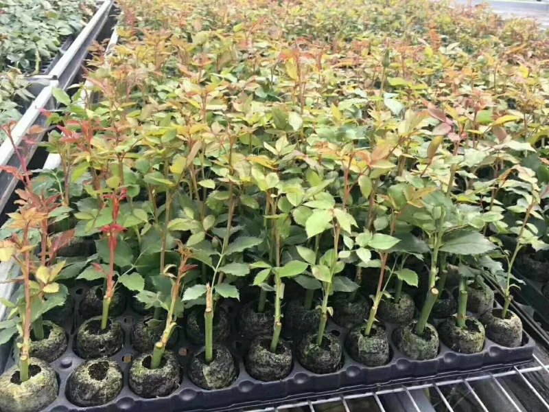 精品四季玫瑰杯苗四季开花成活率高达99%，带土发货