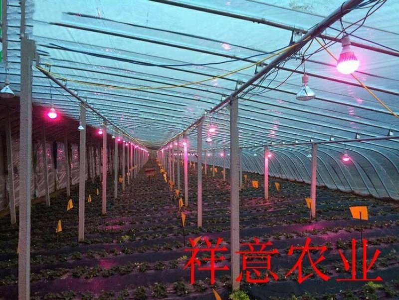 【有好货】LED植物补光灯温室补光设备，生长灯大棚补光灯