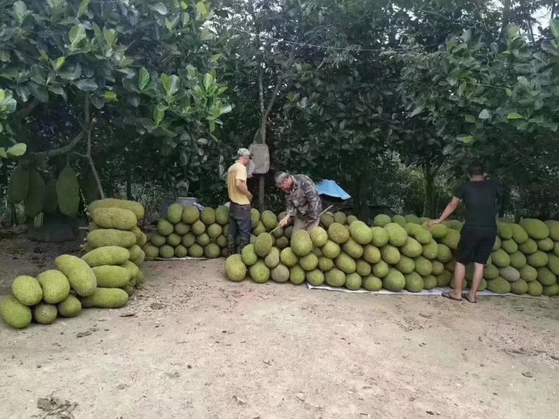 海南菠萝蜜肉厚多汁肉质醇厚