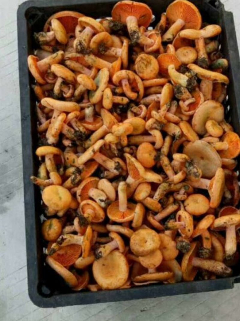 野生菌
