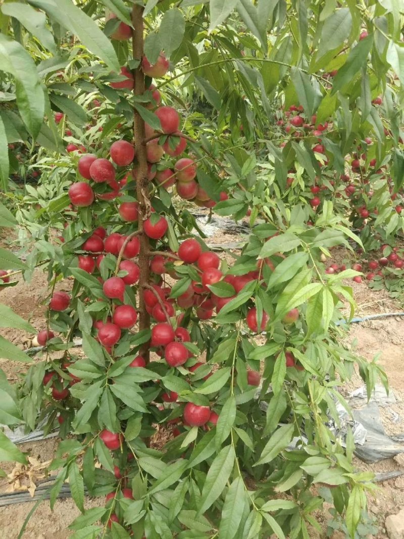 珍珠油桃！口感脆甜！颜色好！货量充实！可通过一亩田合作共