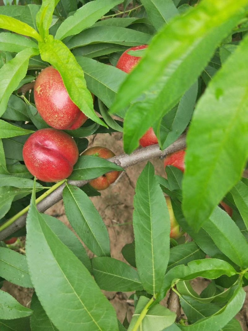 珍珠油桃！口感脆甜！颜色好！货量充实！可通过一亩田合作共