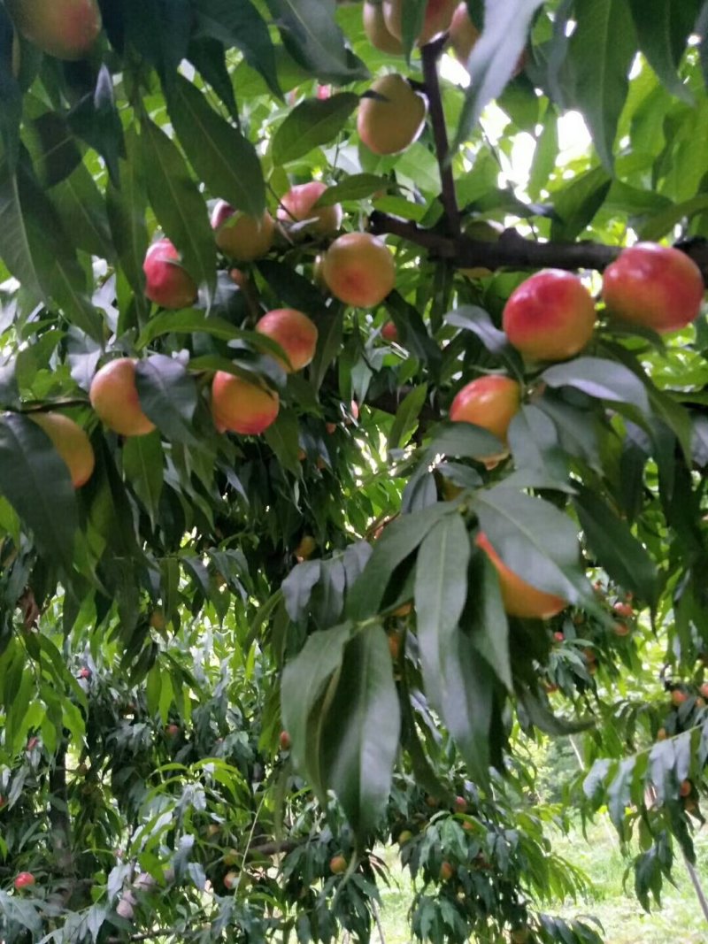 中油系列的桃子