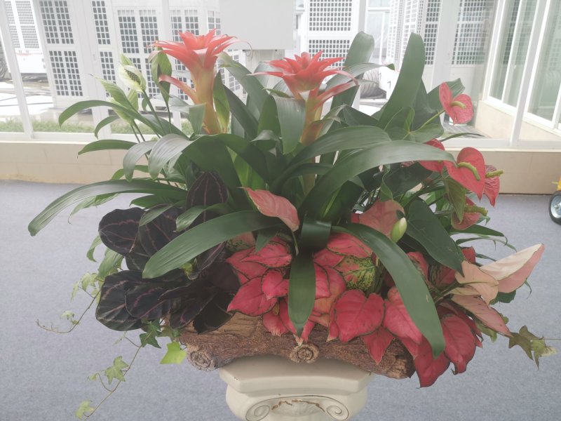 吉利红穴盘苗72目粗肋草万年青组培苗室内观叶植物净化空气