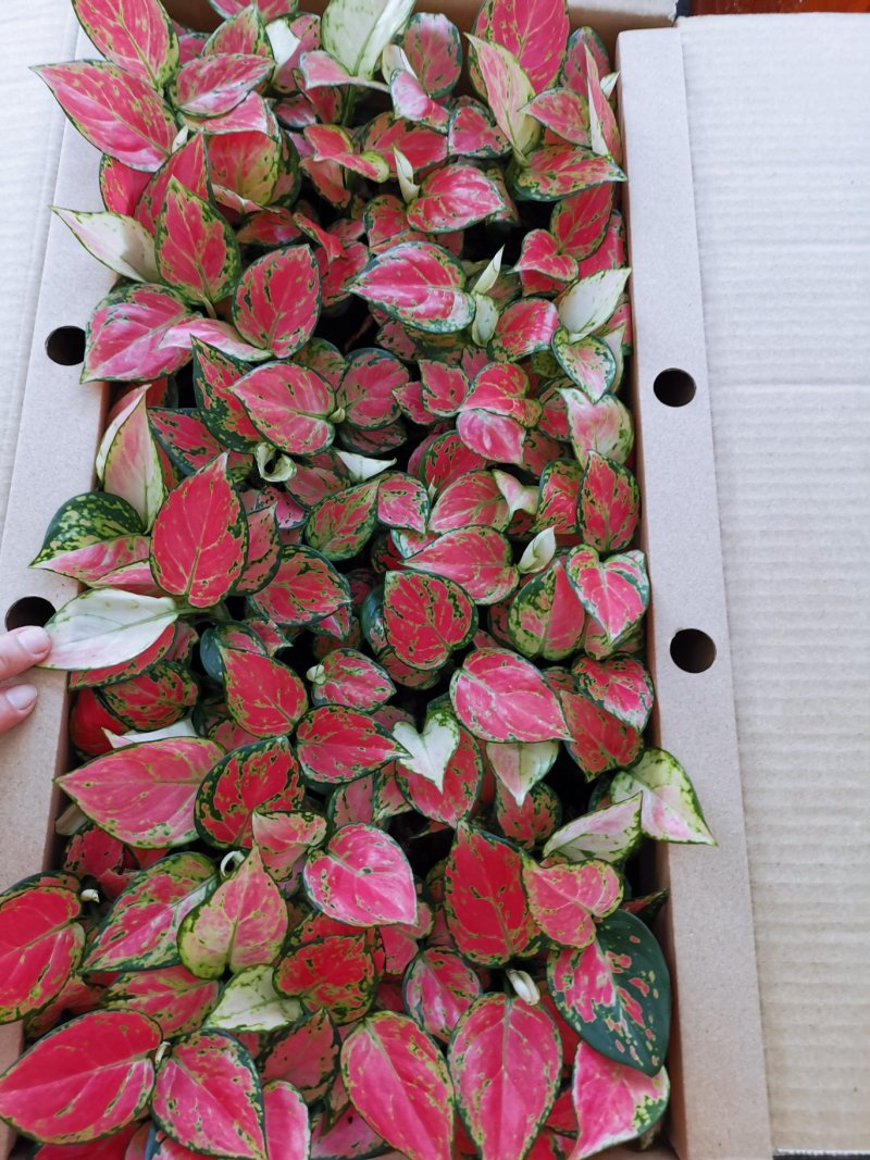 吉利红穴盘苗72目粗肋草万年青组培苗室内观叶植物净化空气
