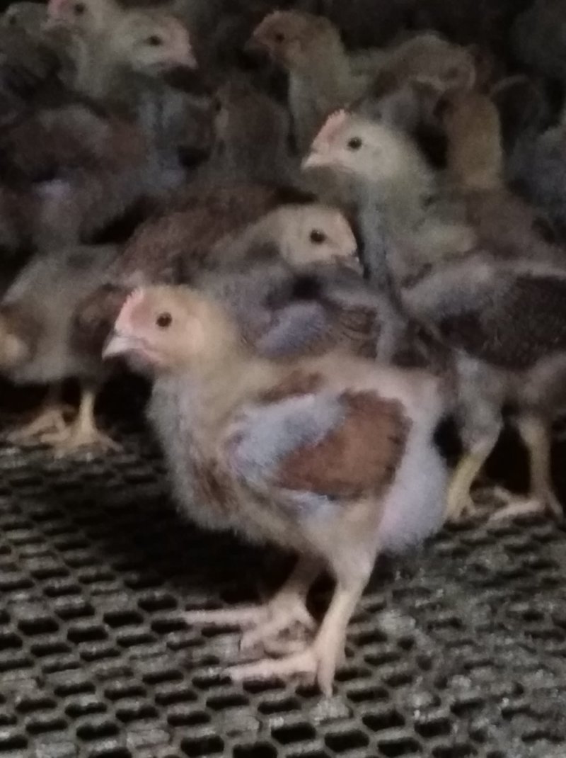 鸡苗