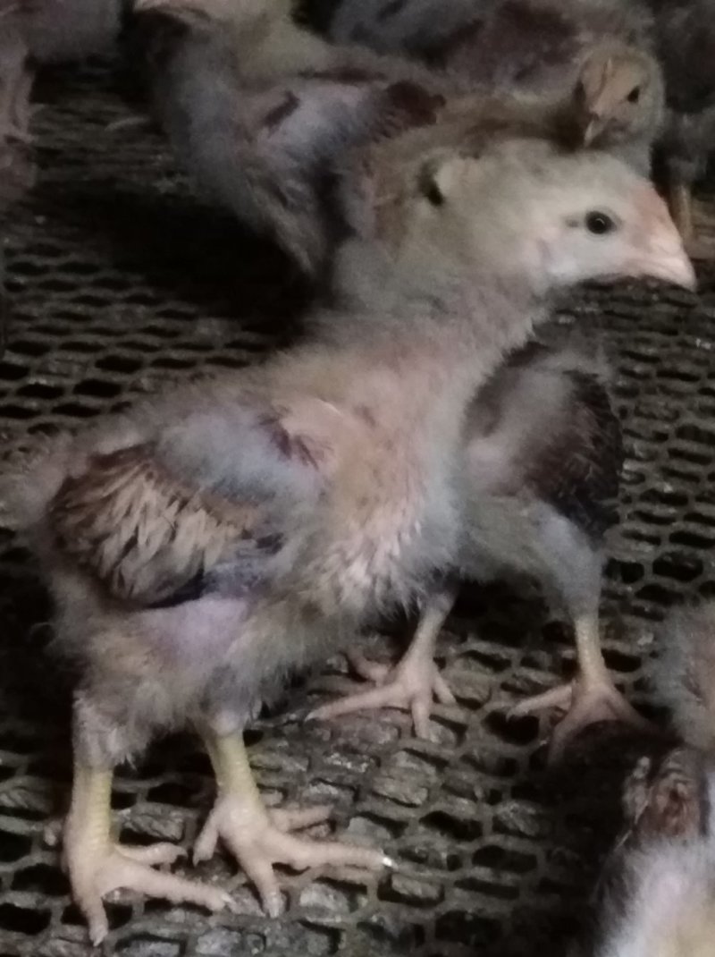 鸡苗