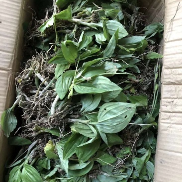 见血清野生的，质量保证