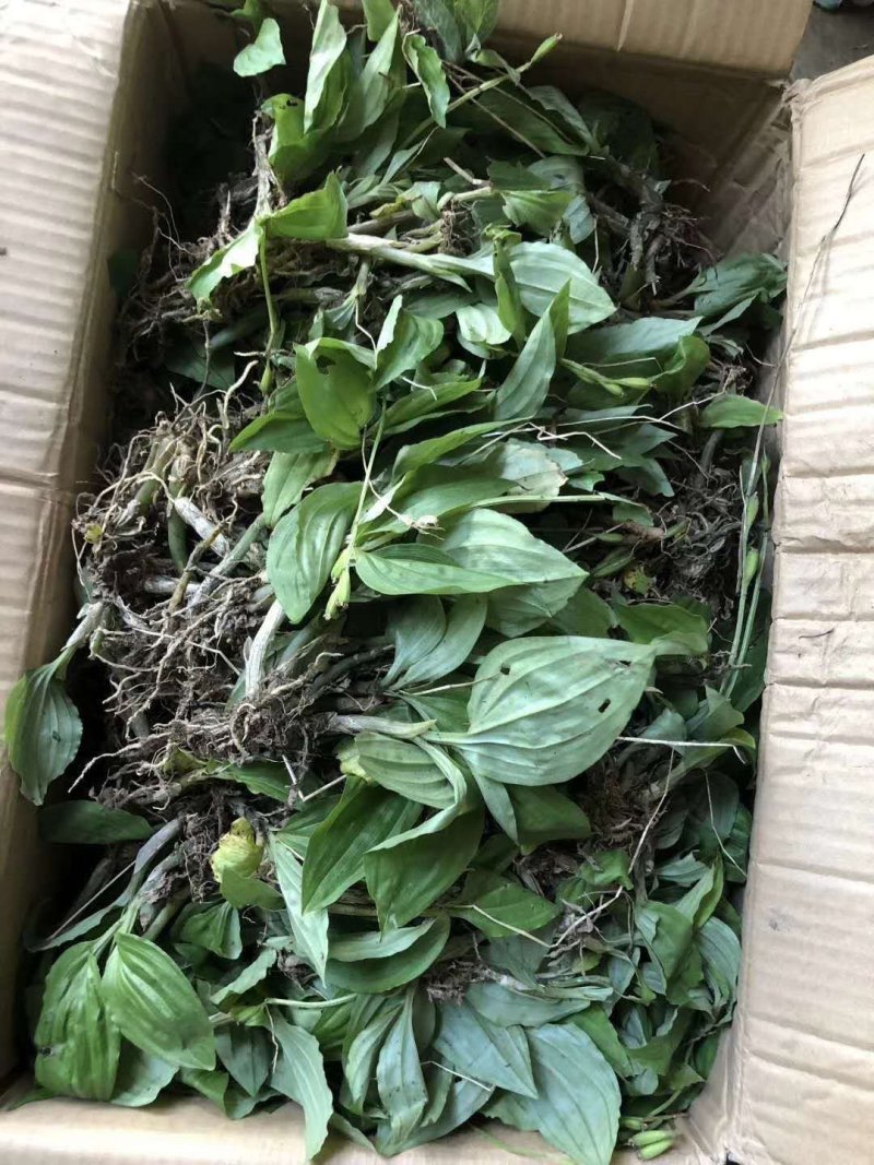 见血清野生的，质量保证