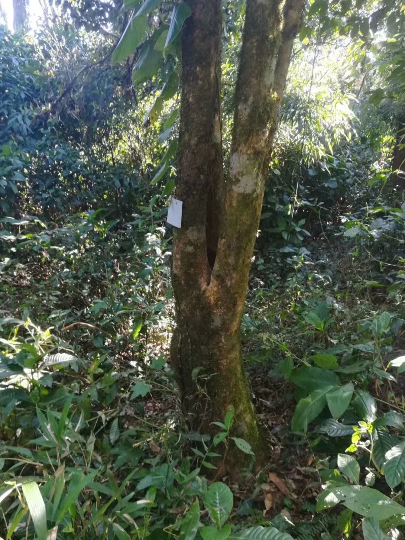 古树茶，乔木茶。