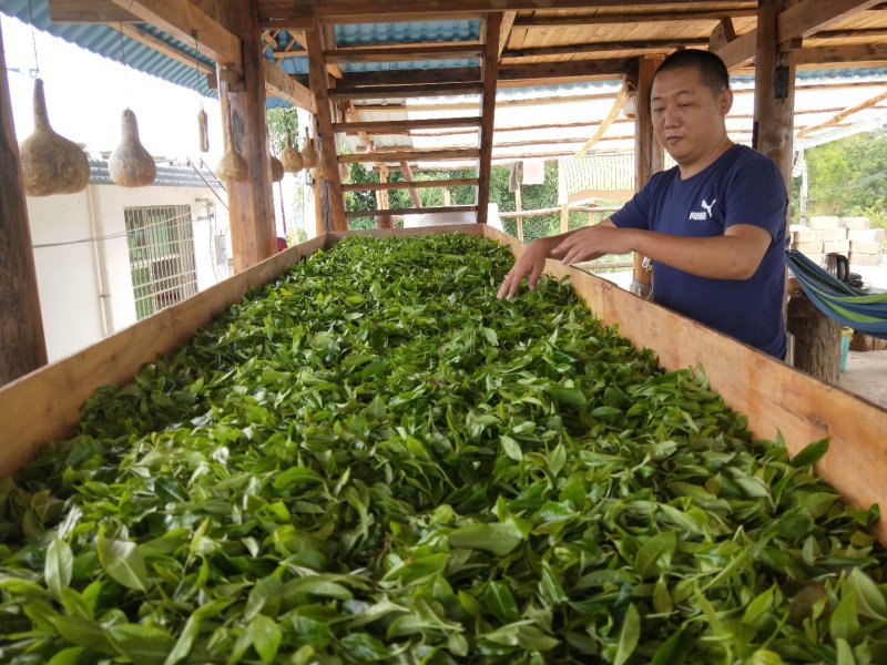 古树茶，乔木茶。