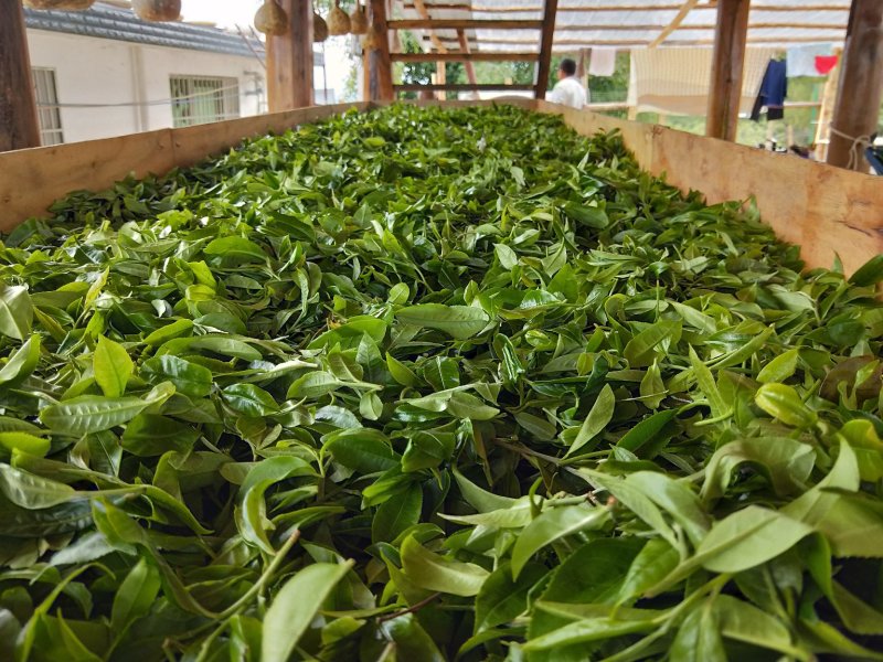 古树茶，乔木茶。