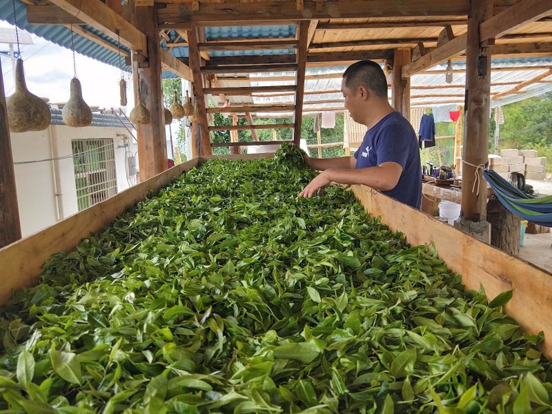 古树茶，乔木茶。
