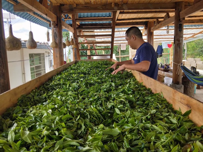 古树茶，乔木茶。
