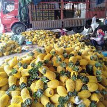 西双版纳无眼菠萝欢迎采购凤梨，，价格，果大，果肉香甜