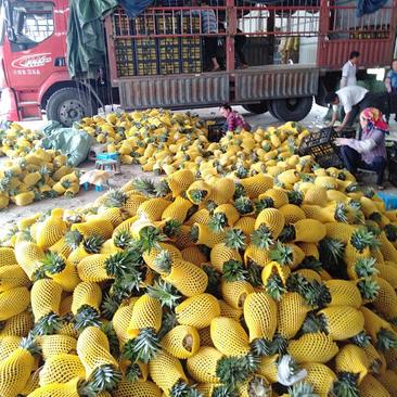 西双版纳无眼菠萝欢迎采购凤梨，，价格优惠，果大，果肉香甜