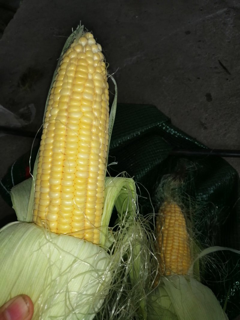 甜玉米