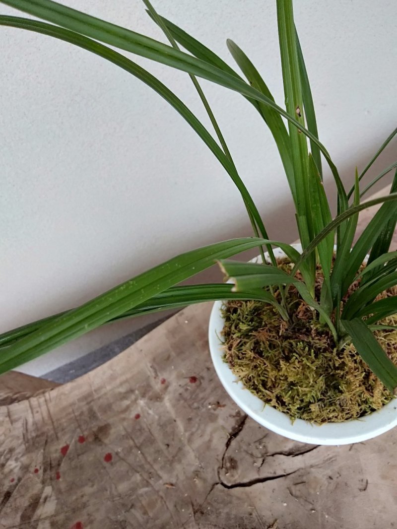 惠兰要的可以联系我