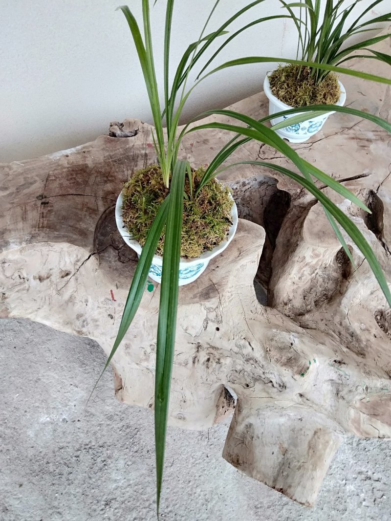 惠兰要的可以联系我