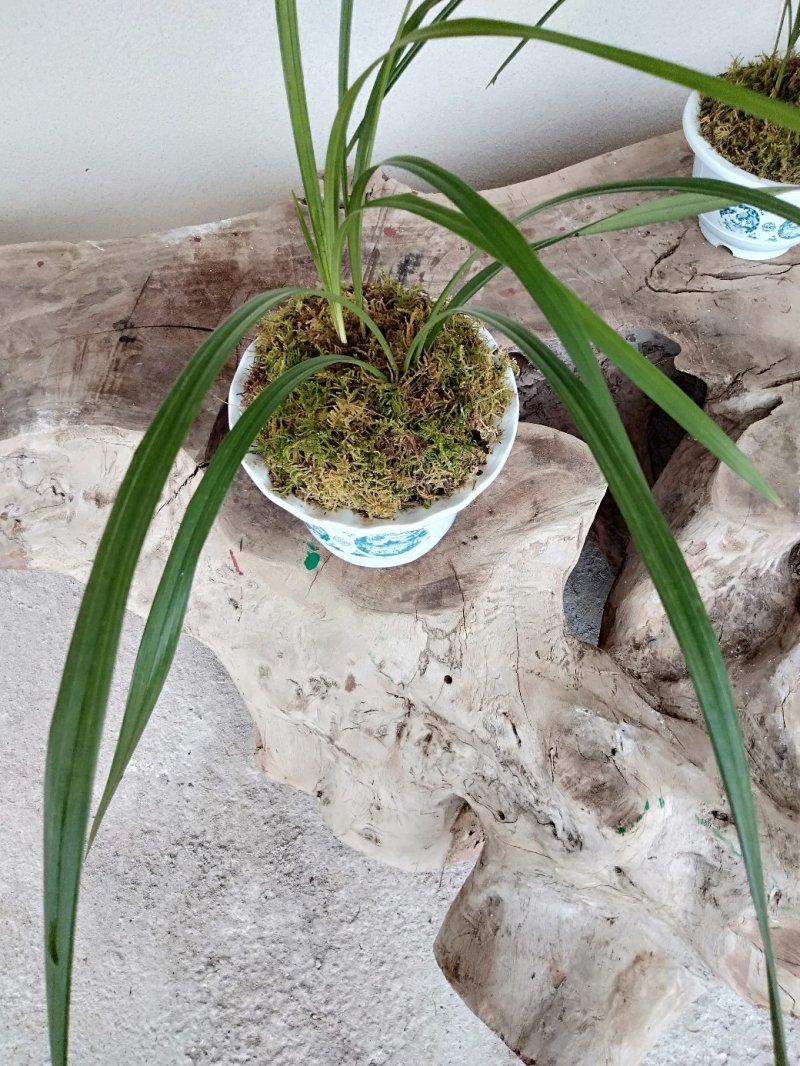 惠兰要的可以联系我