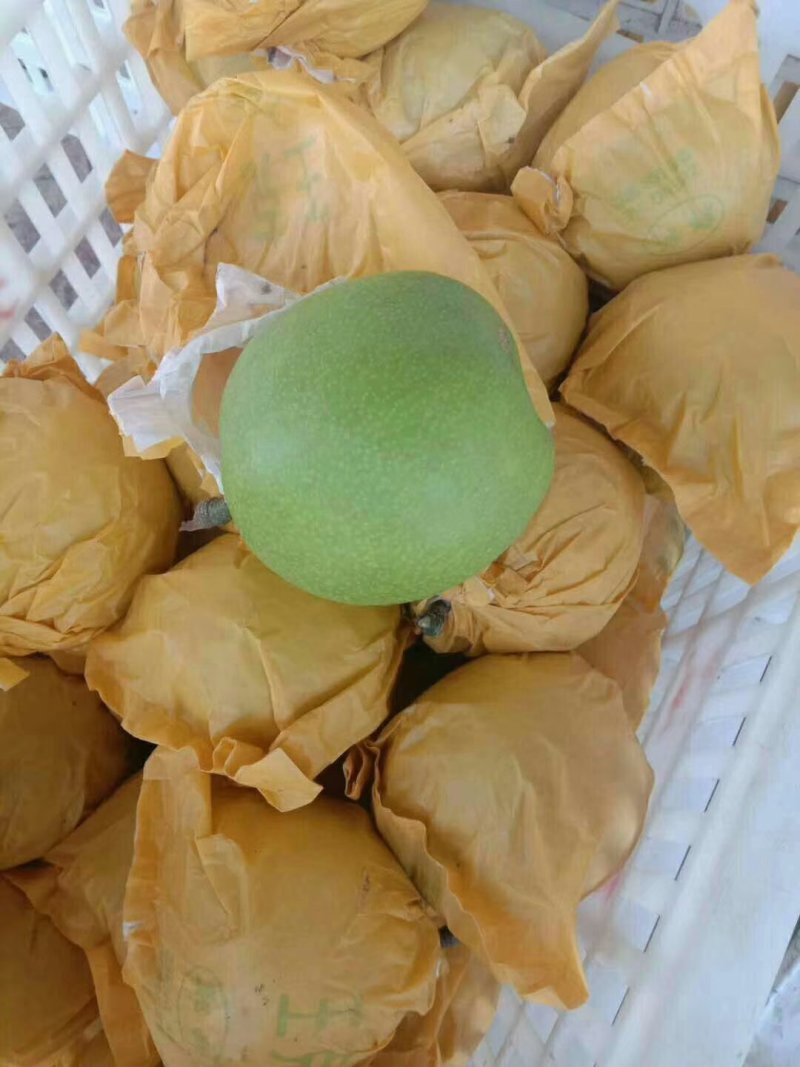 【精选】万亩翠玉梨套袋果大量上市上货快价格美丽大吨位供应