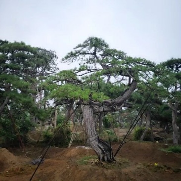 基地直供造型松黑松油松