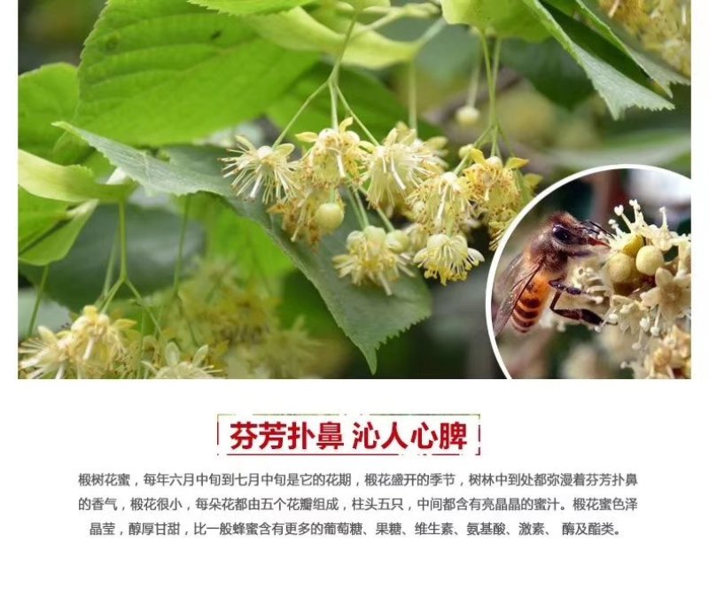 【包邮】椴树蜜雪蜜480克福裕和蜂蜜吉林长白山