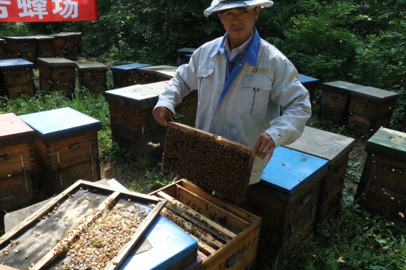 【包邮】椴树蜜雪蜜480克福裕和蜂蜜吉林长白山