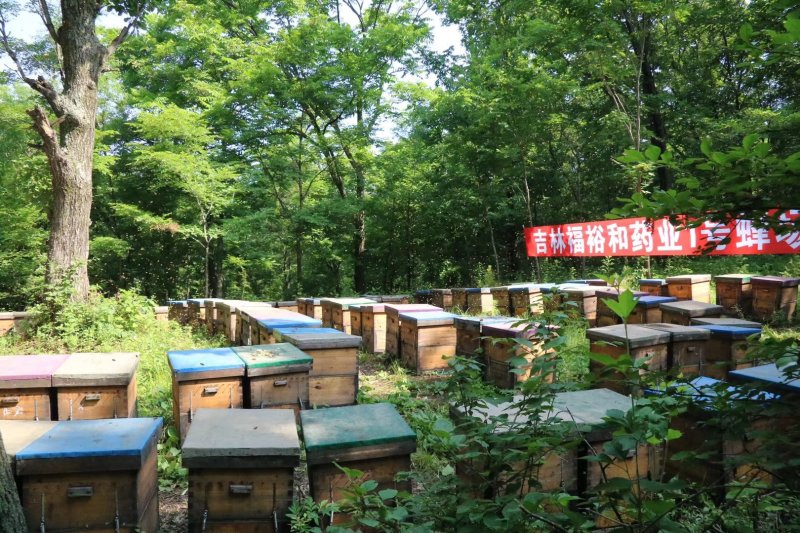 【包邮】椴树蜜雪蜜480克福裕和蜂蜜吉林长白山