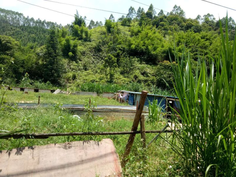 8亩鱼塘旺地年租1.2万还有11年招租