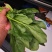 大叶菠菜